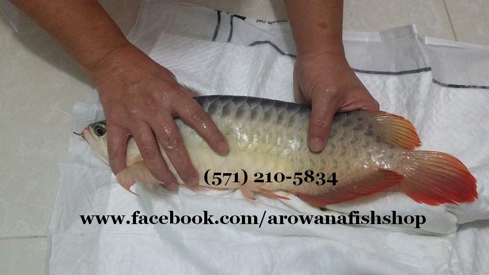 Chili and Super Red Arowana fishes for aquarium tanks - Singapore Pets Listings | Sg Pets